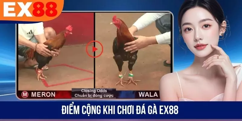 Điểm cộng khi chơi đá gà EX88